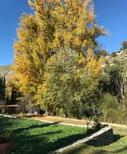 Finca turística de 10.000m en venta en Monachil